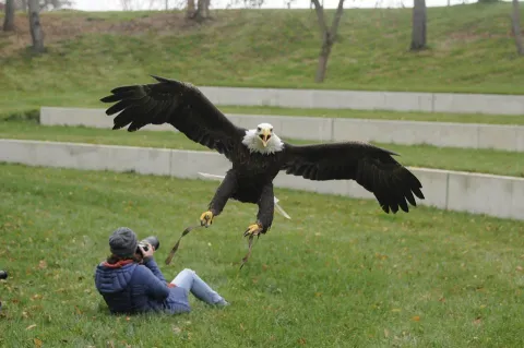 Person laying in the grass taking a photography of a bald eagle taking off the ground just in front of photographer.  