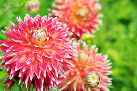 Three pink dahlia flowers in a field.