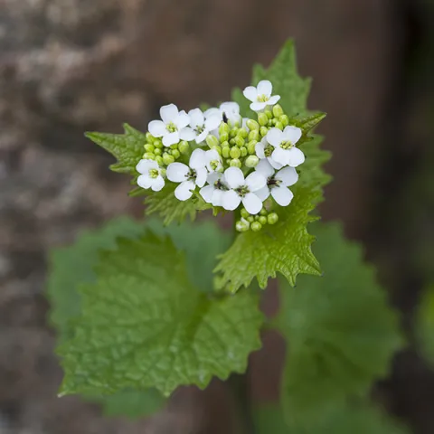 Garlic Mustard plant in bloom, small white flowers with jagged heart shaped leaves.  