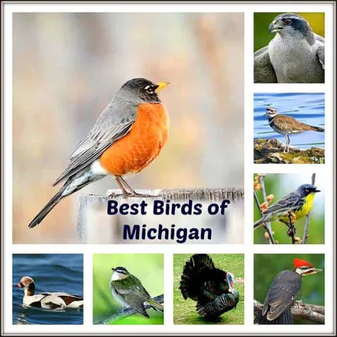 Pictures of Michigan birds with the text Best Birds of Michigan