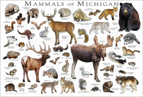 chart of picture of Michigan Mammals