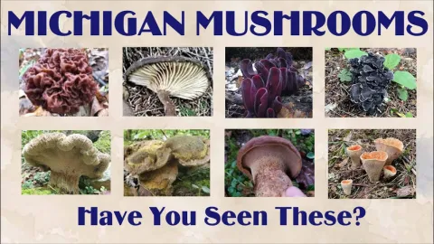 Eight pictures of wild mushrooms with the words, Michigan Mushrooms, have you seen these?