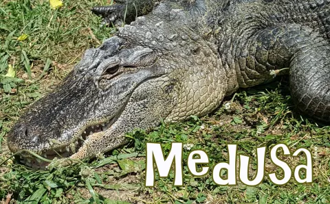 alligator from Critchlow Alligator Sanctuar  named Medusa
