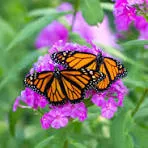 Monarch Butterflies on flowers