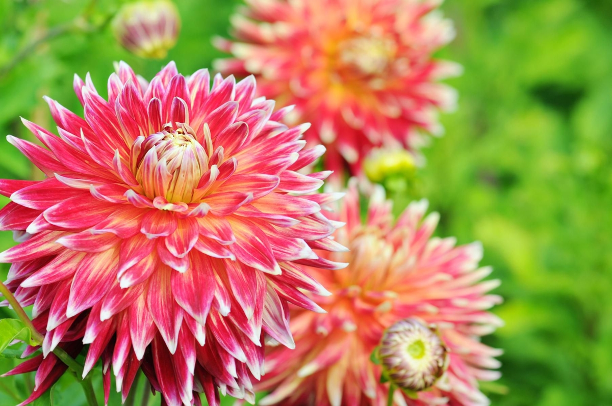 Three pink dahlia flowers in a field.