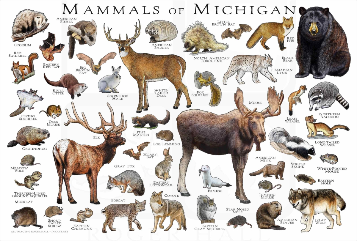chart of picture of Michigan Mammals