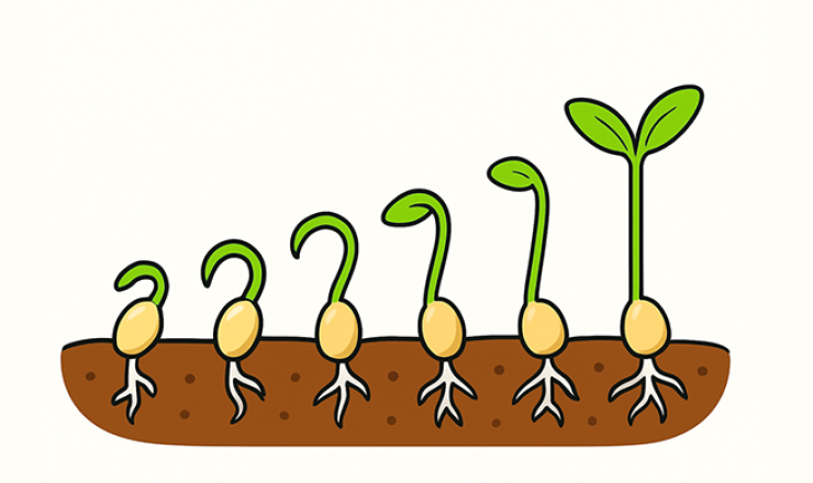 Seed sprouts graphic